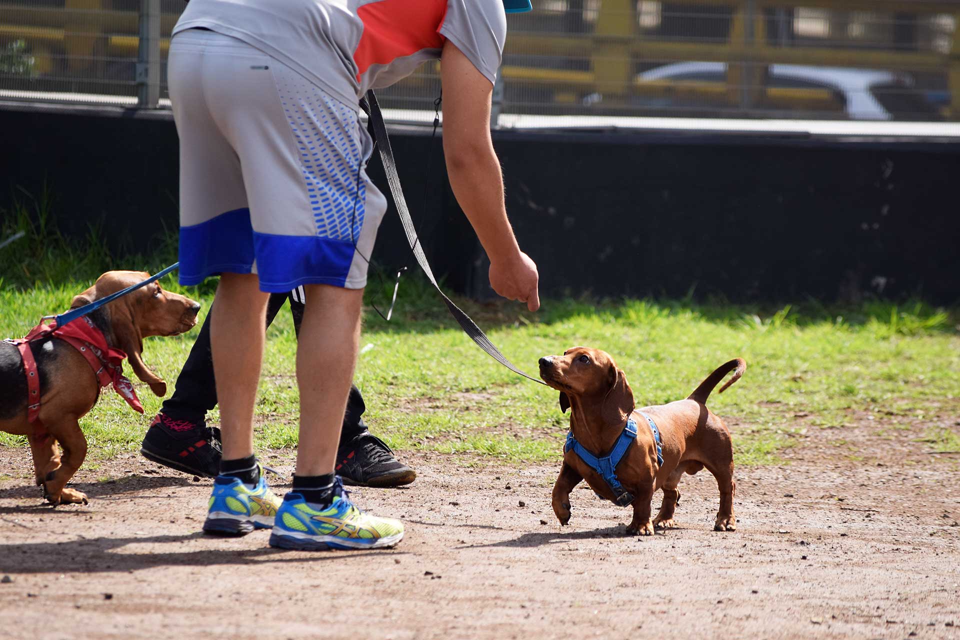 perros salchicha