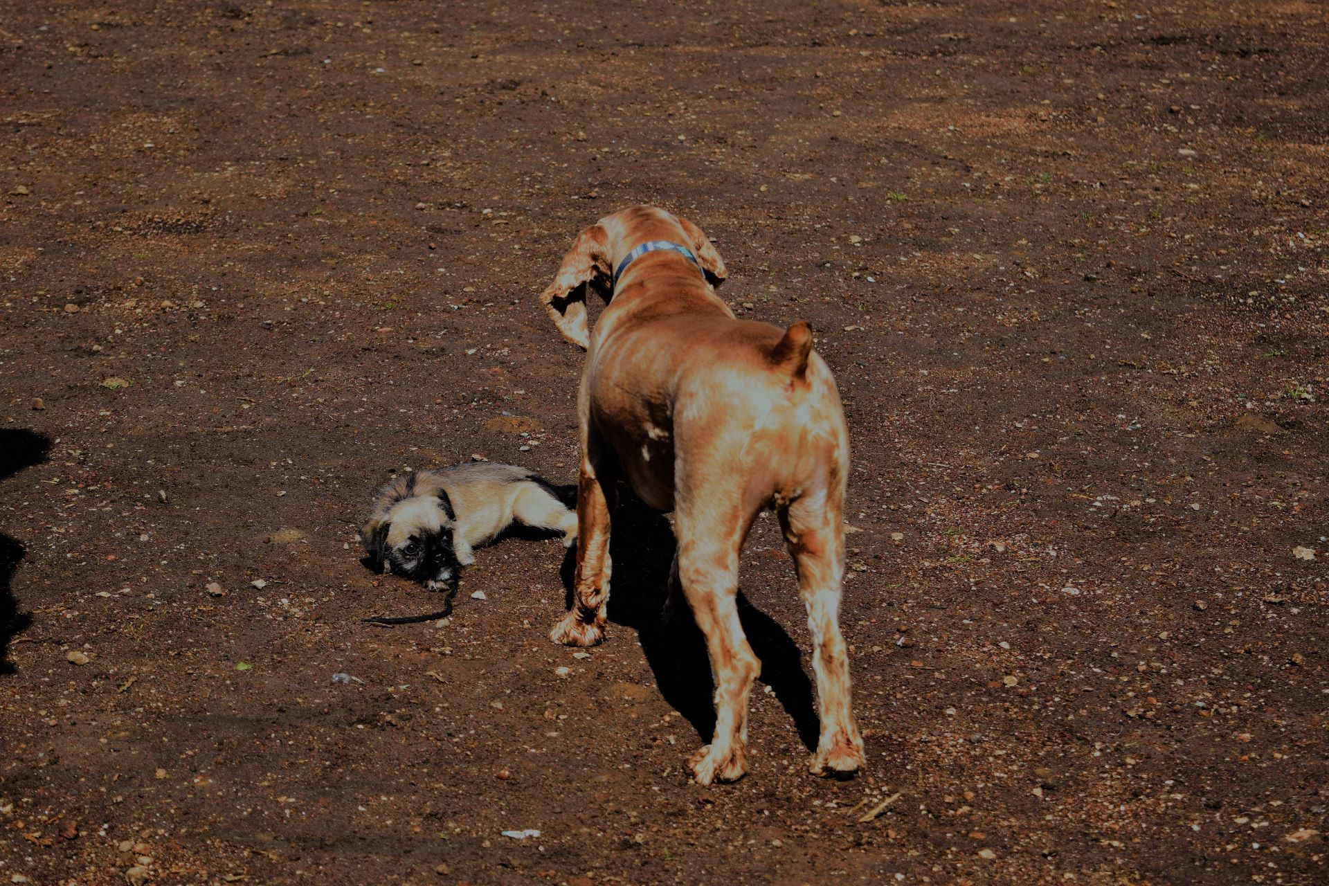 entrenandor y perro con dueña