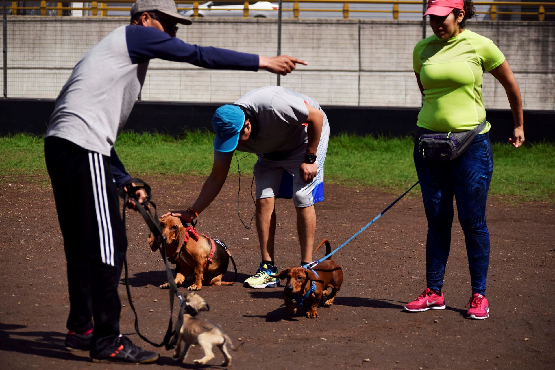 perros con sus dueños entrenando