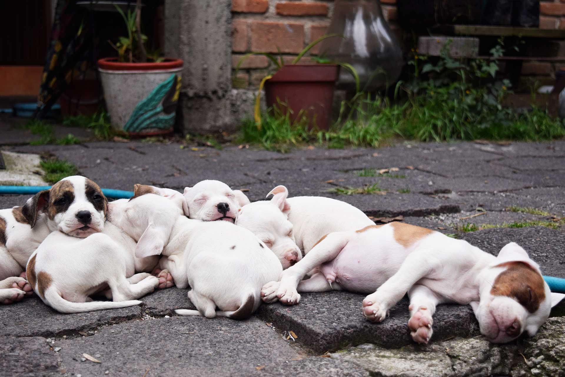 cachorros blancos